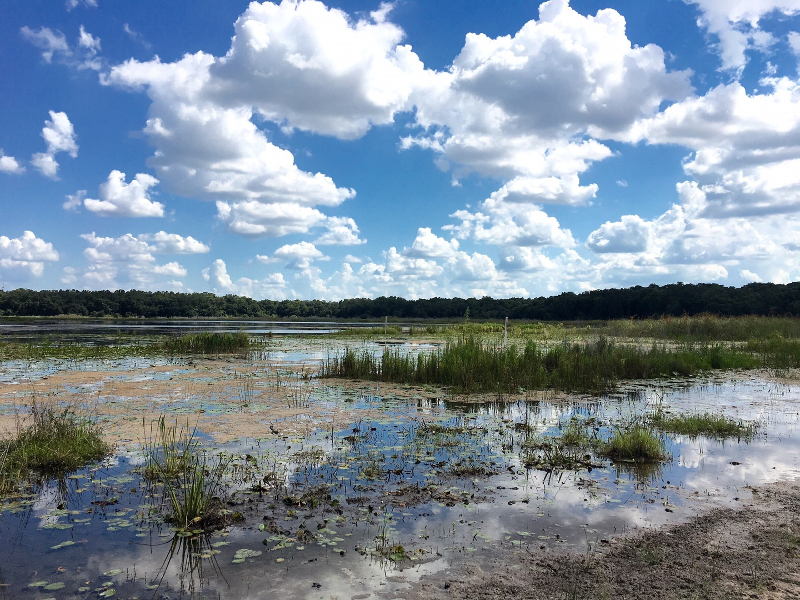 clouds in a blue sky over a lake with green vegetation.