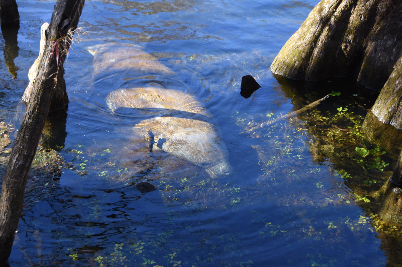 image of a submerged manatee near cypress roots at manatee springs state park.