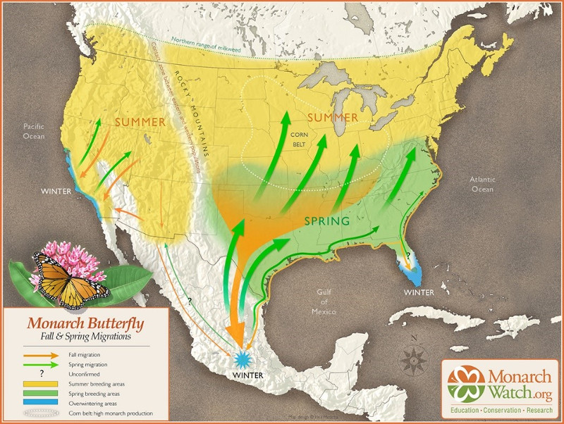 a map of monarch butterfly migration throughout the united states and mexico.