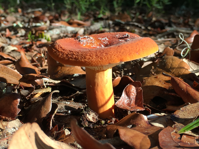 an orange mushroom grows amid brown leaves on the ground.