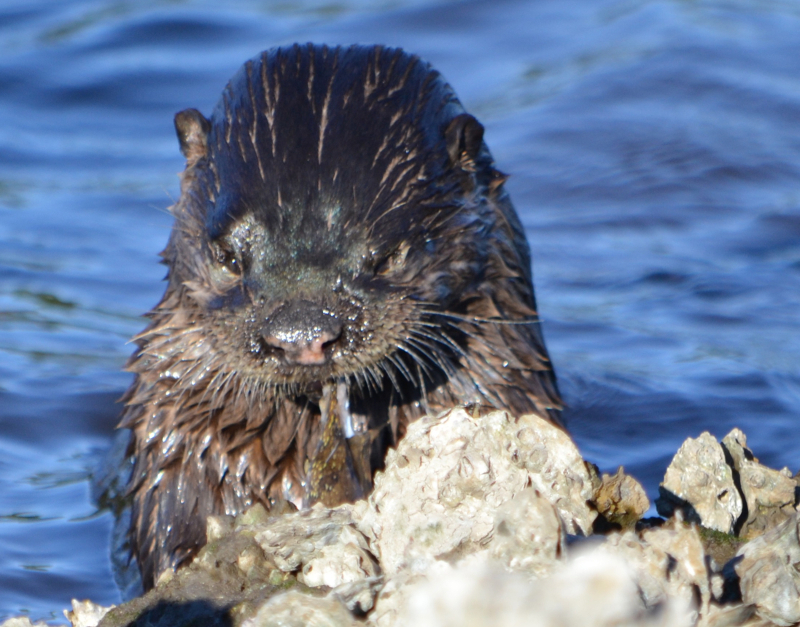 Image of an otter eating a fish at crystal river preserve state park.