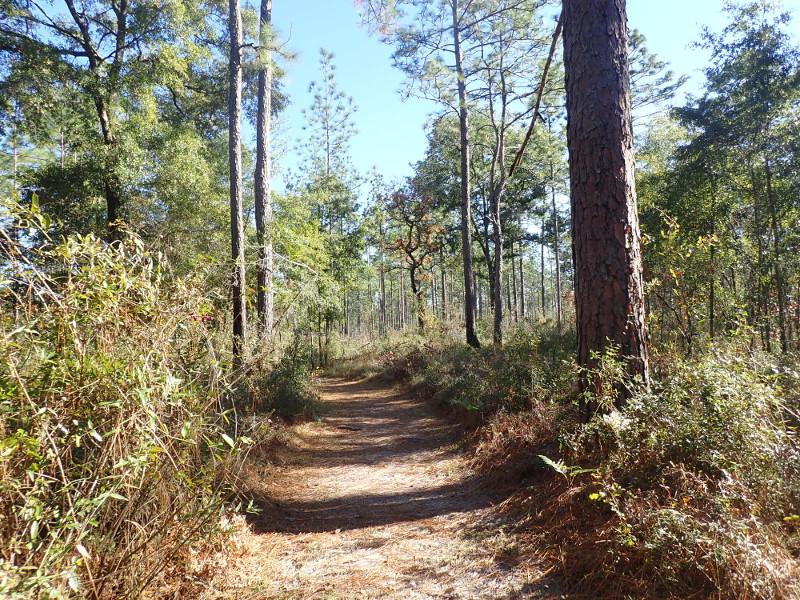 Image of the Sandhill Trail, flaked by pines and wiregrass.