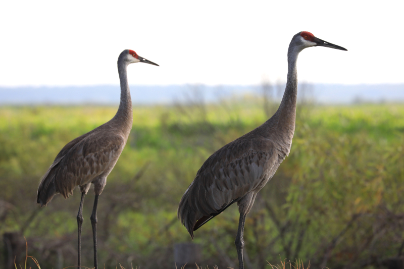 Image of two sandhill cranes at paynes prairie preserve state park.
