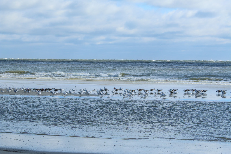 a huge group of shorebirds stands in the surf