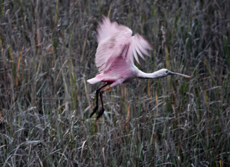 a pink bird takes flight out of a marsh