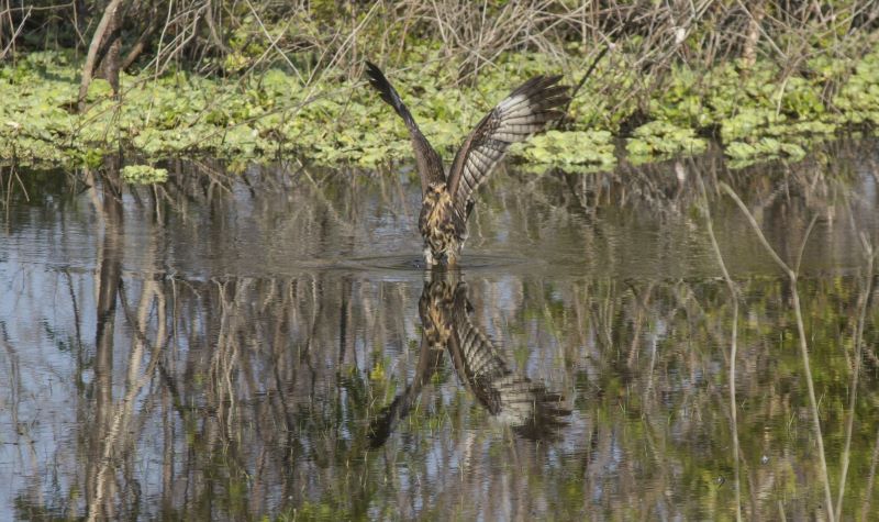 A snail Kite lands in the water of a green marsh