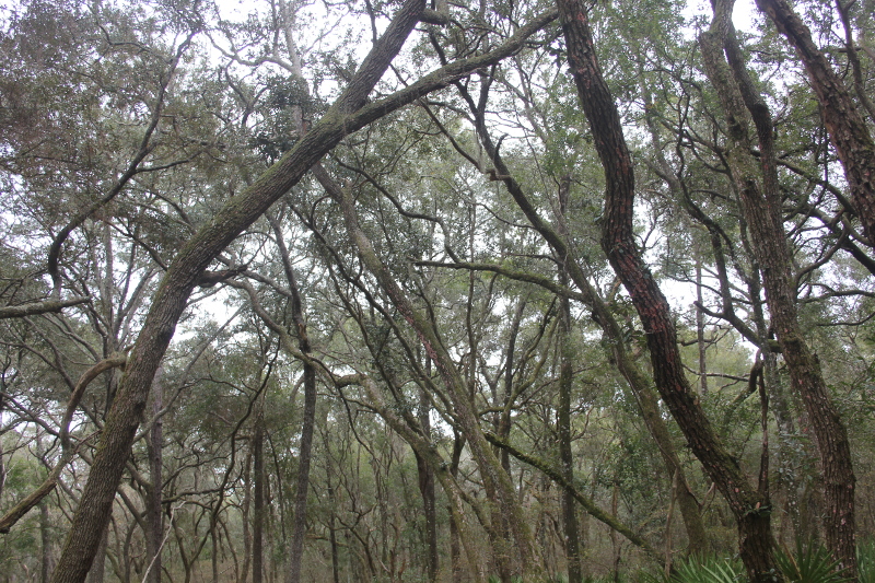 image of gnarled oak branches in the canopy at manatee springs state park.
