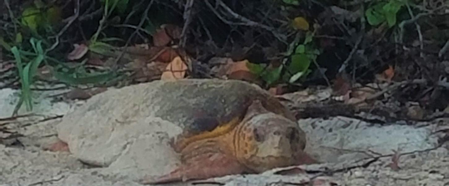 Loggerhead sea turtel on the beach looking at the camera