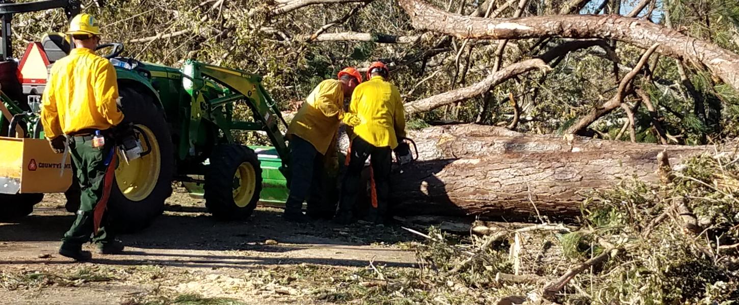 Three Rivers Moving trees