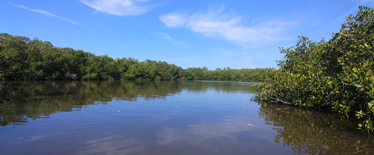 Photo of water and mangroves