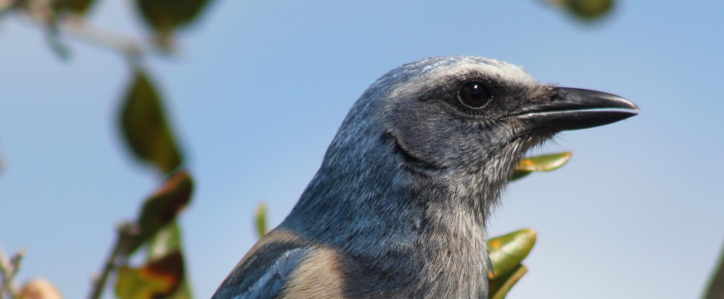 A view of the head of a blue Florida Scrub Jay.