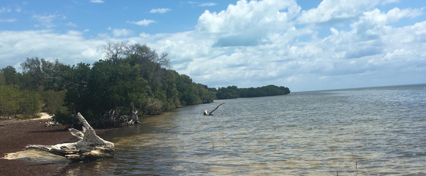 a view of the mangroves along the shore.