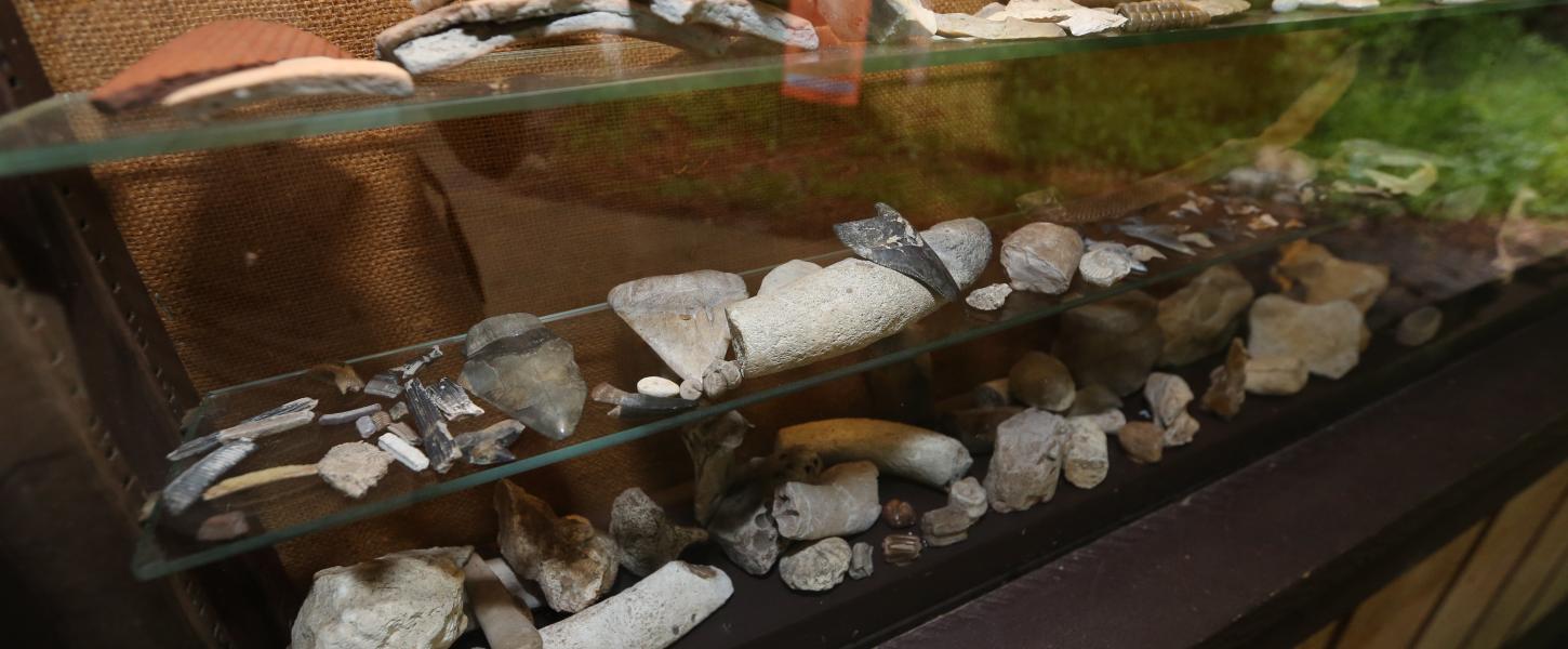 A glass case containing many fossils.