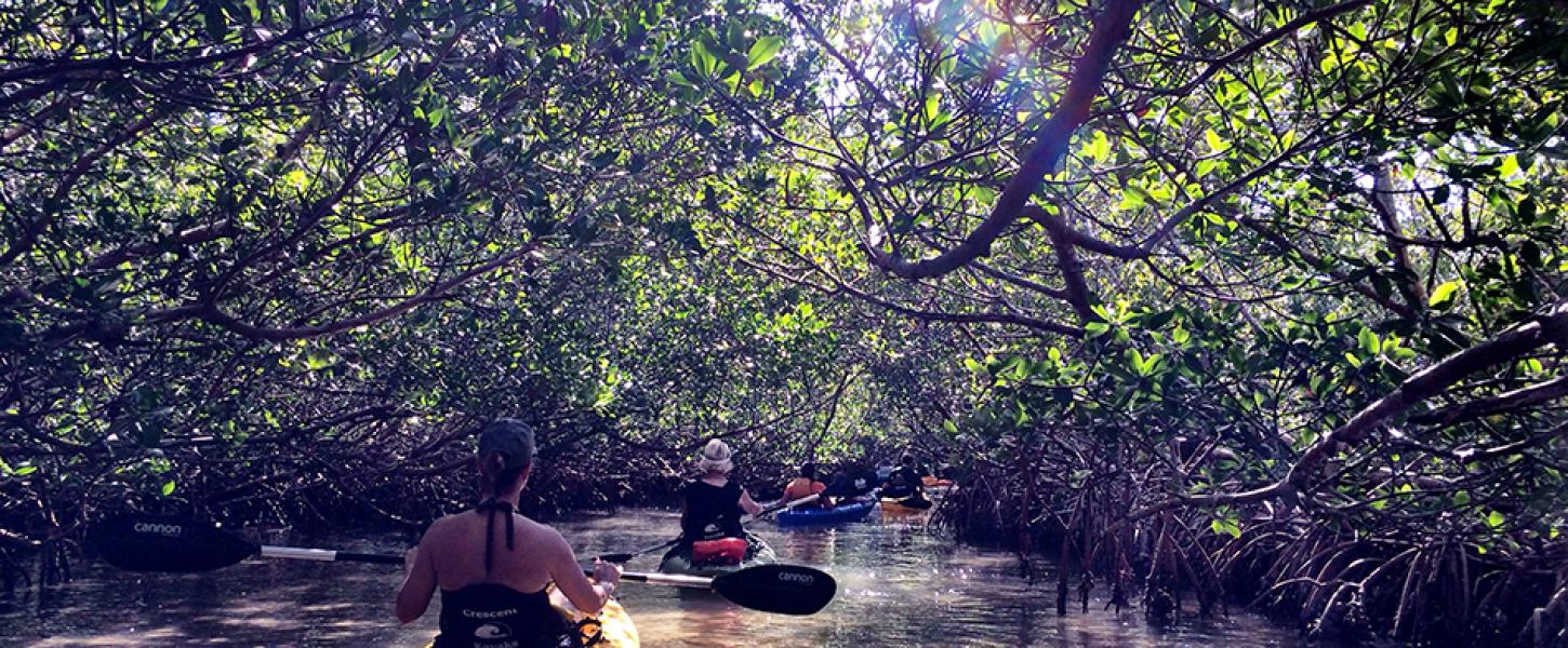 Photo of two people kayaking in a mangrove tunnel