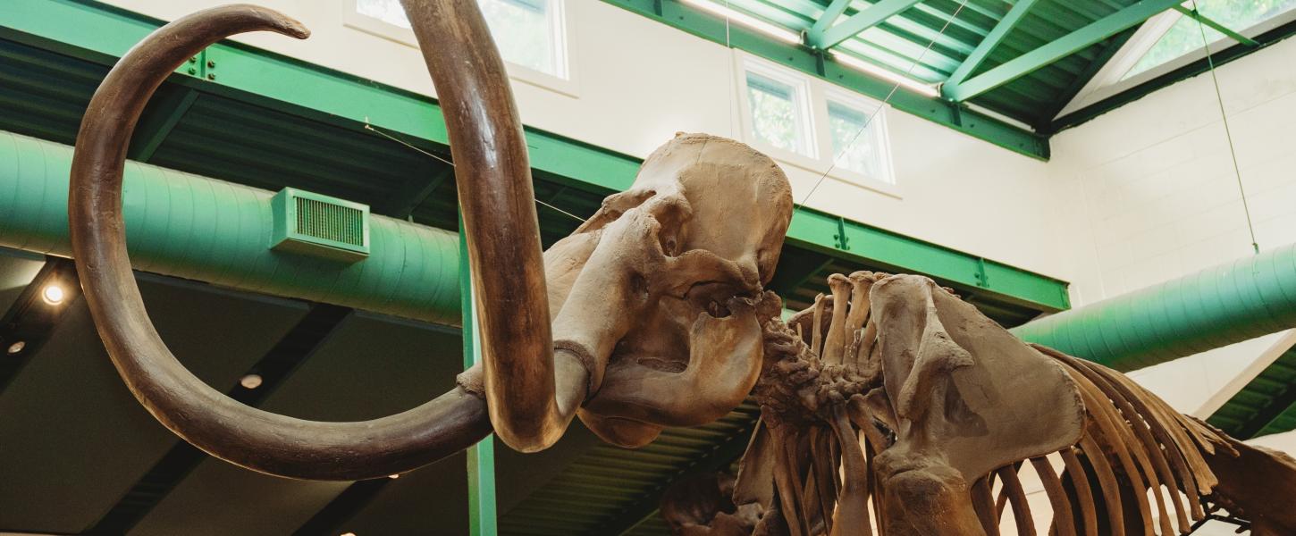 Mammoth skeleton at Silver Springs State Park