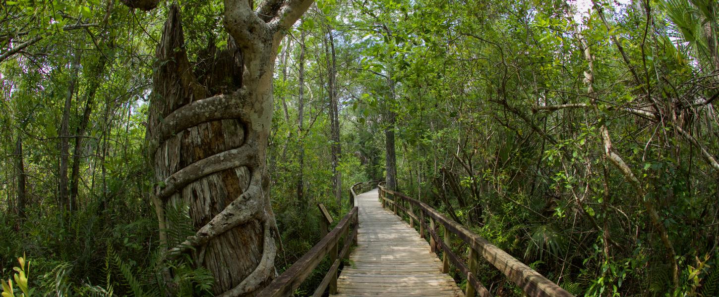 Fakahatchee Strand