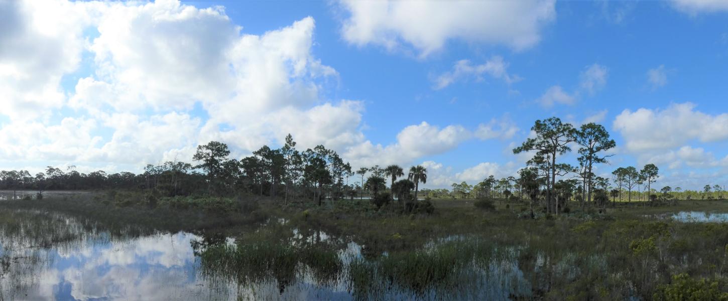 The wetlands at Atlantic Ridge Preserve.