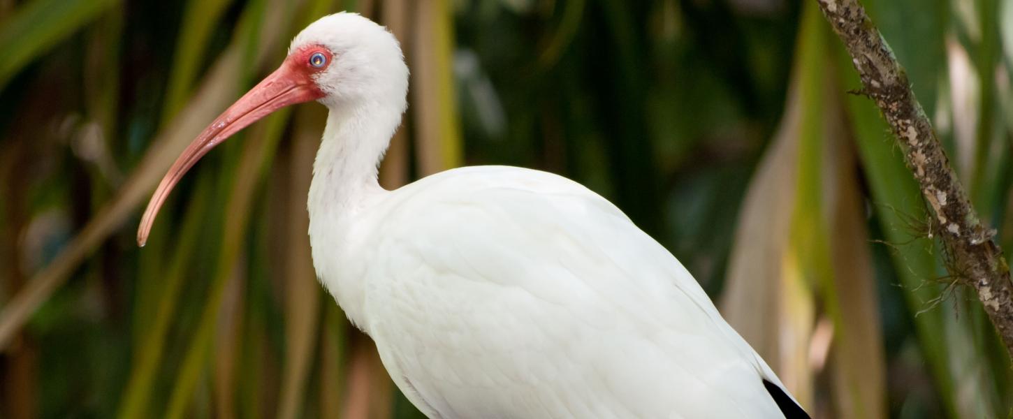An up-close view of a white ibis.