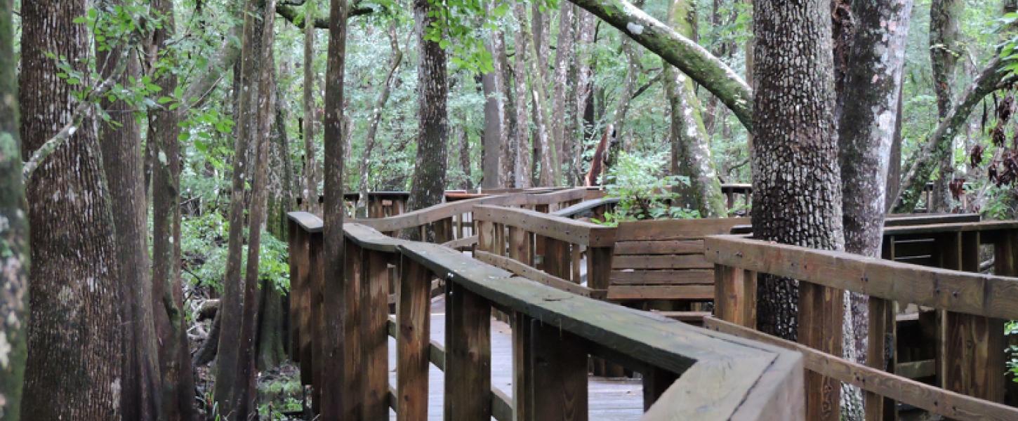 image of the wooden boardwalk winding between cypress trees at manatee springs.