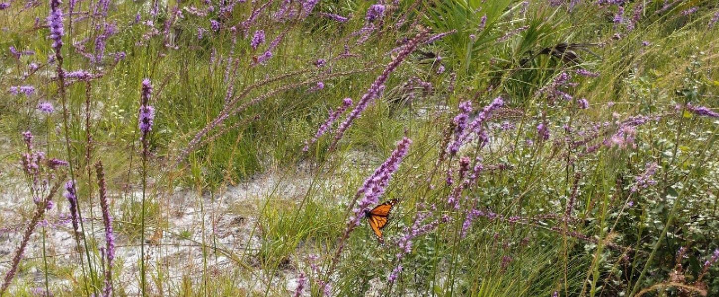 a small orange butterfly perches on a pink flower on a sand dune.