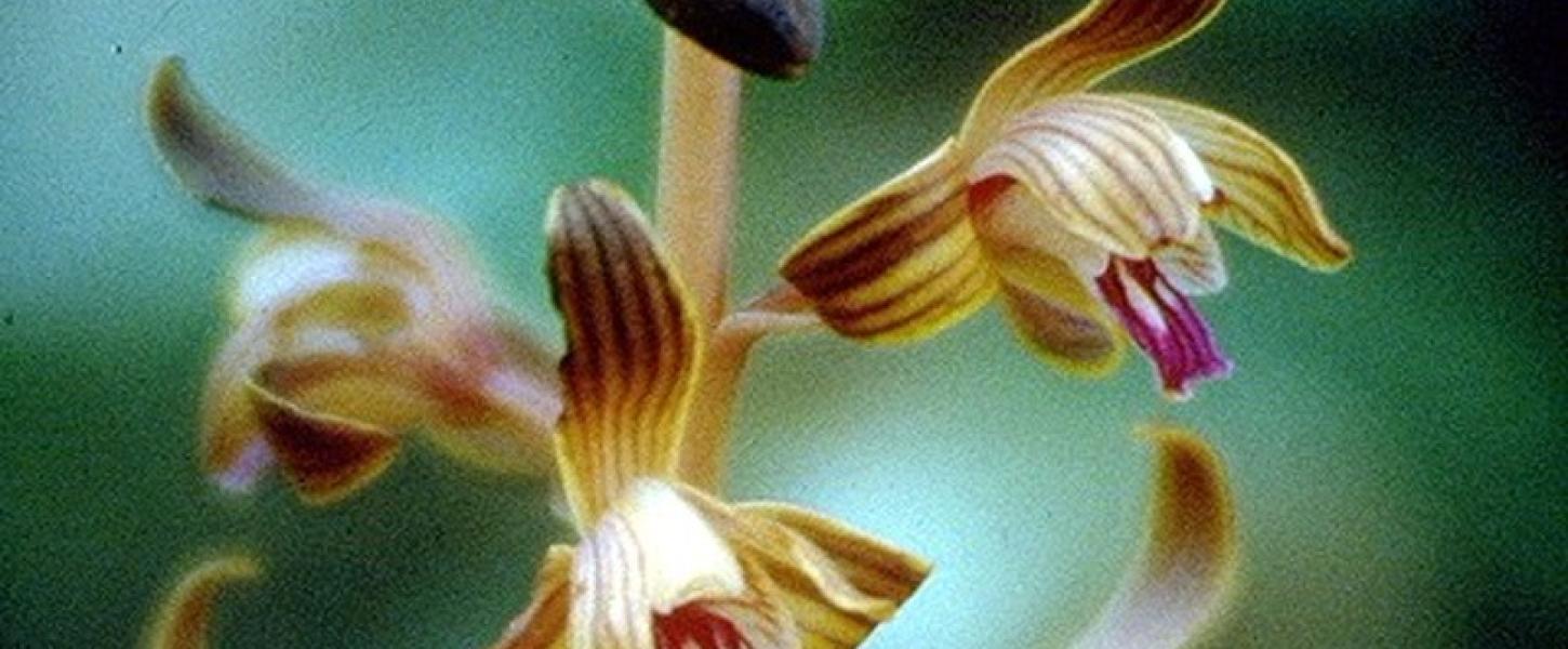 Closeup image of the spiked crested coralroot, a purple and brown orchid-like flower.