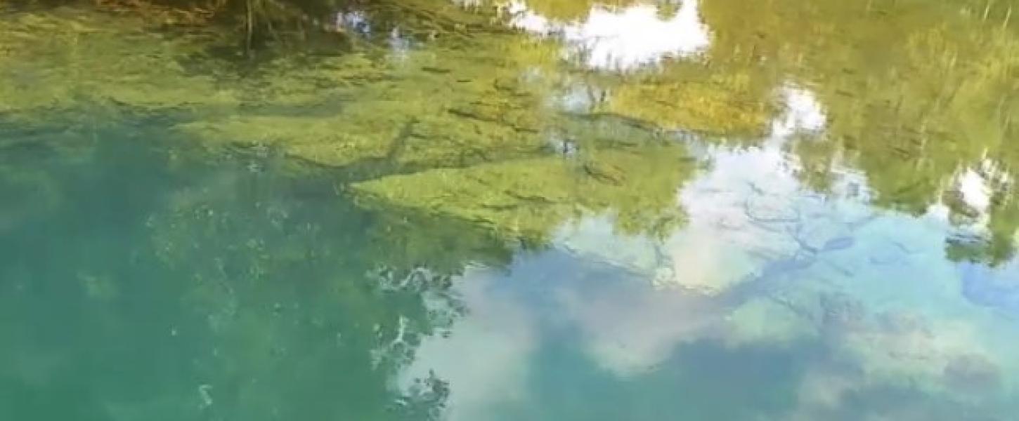 Watch this video to see if any manatees swim by.