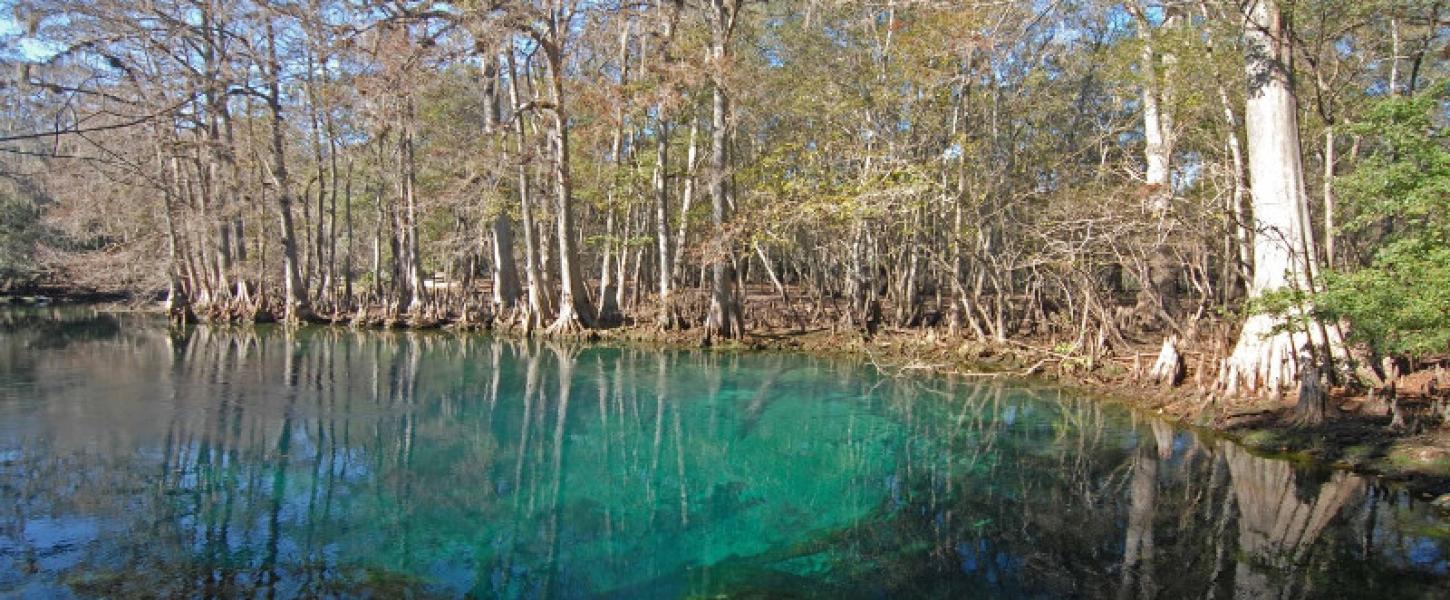 image of bright blue water at manatee springs and the surrounding cypress forest