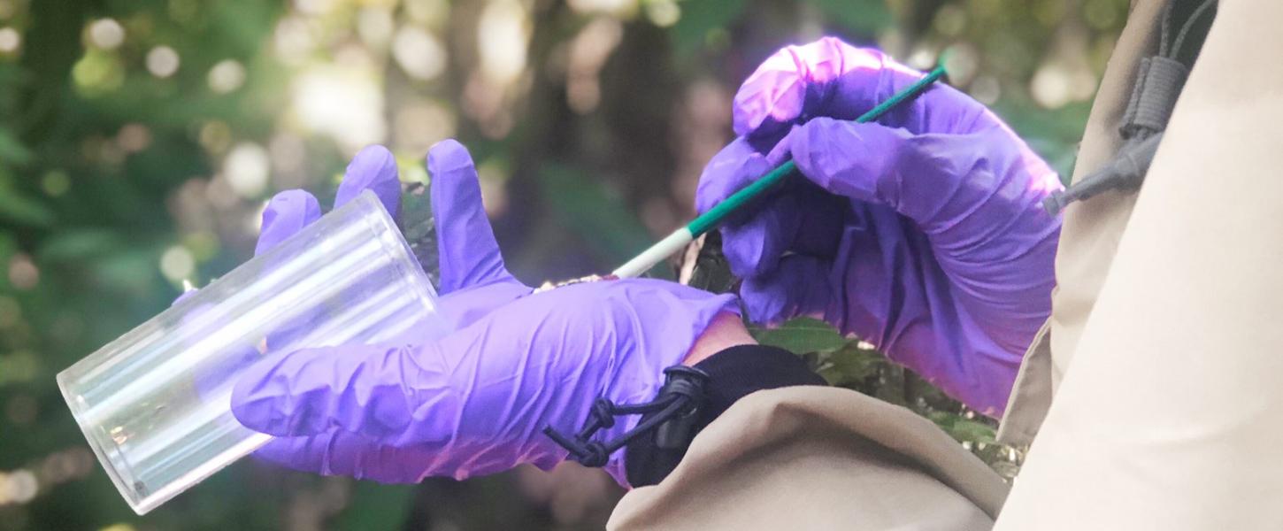 Biologist removes swallowtail caterpiller from vial. 