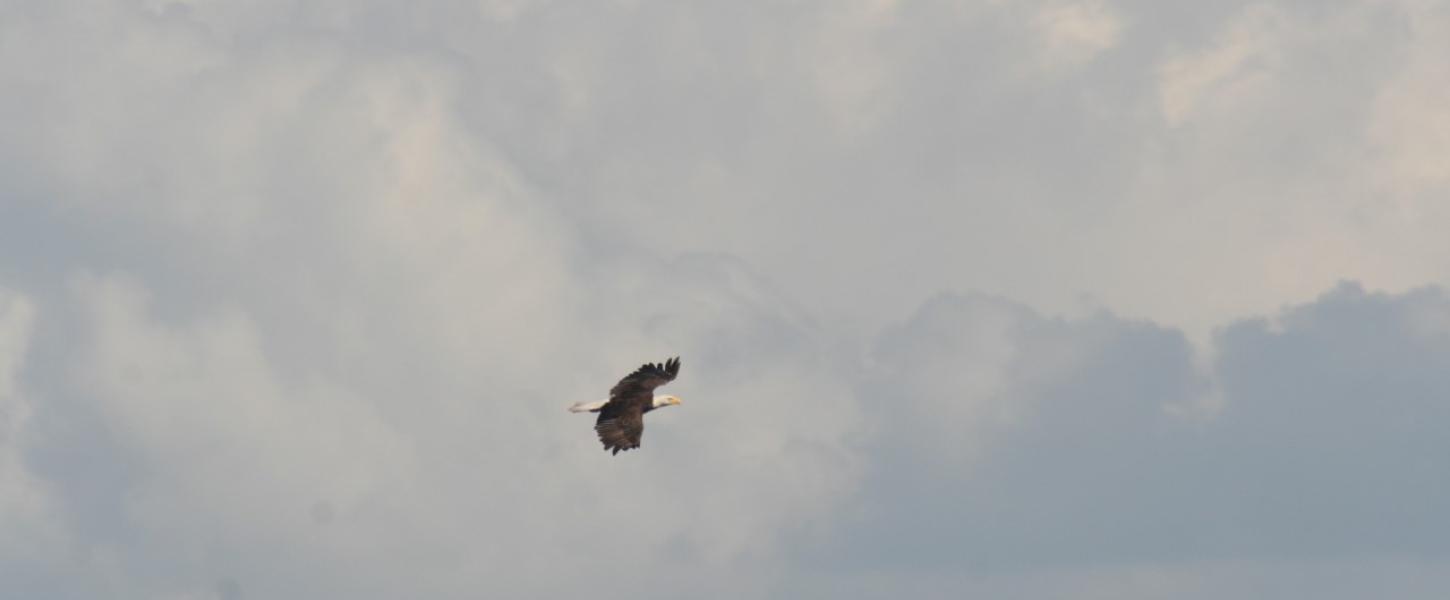 A photo of an eagle flying