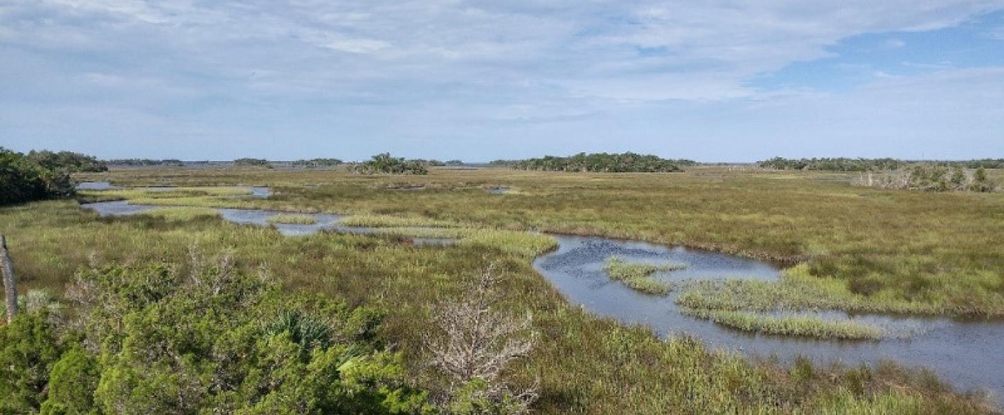 Image of a tidal creek on the seven mile loop trail at crystal river preserve state park.