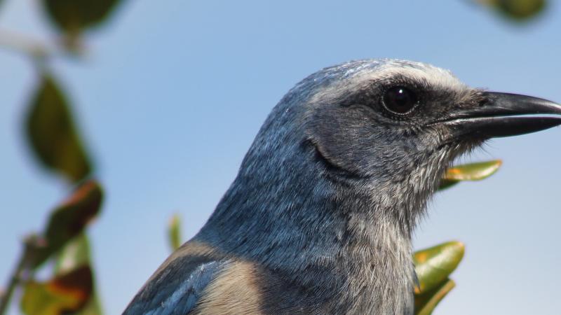 A view of the head of a blue Florida Scrub Jay.
