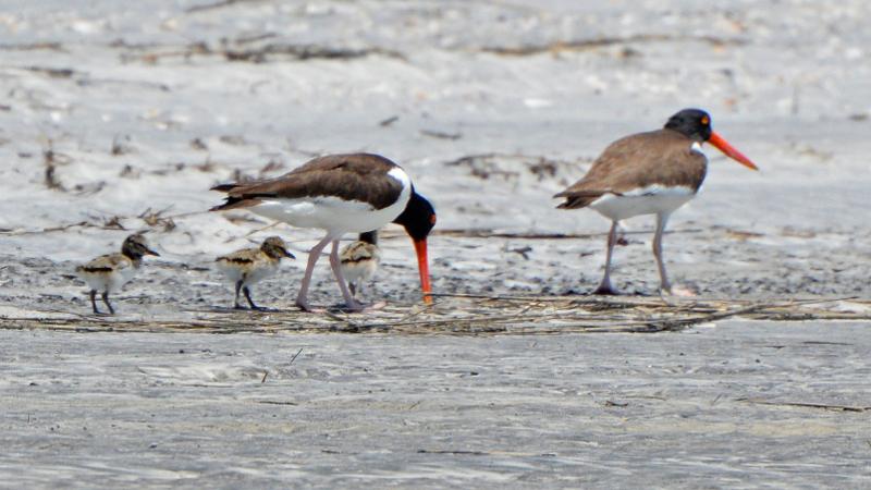 American oystercatchers with three chicks foraging on the beach.