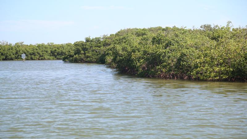A view of the mangroves along the water's edge.