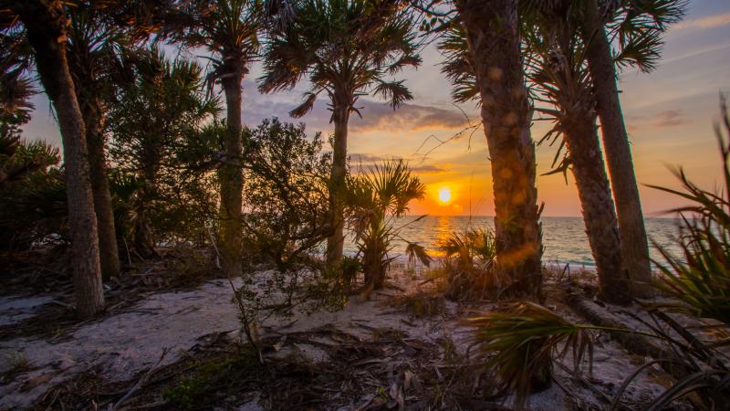 A view of the sunset between the trees at Cayo Costa.