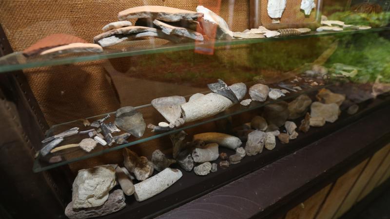 A glass case containing many fossils.