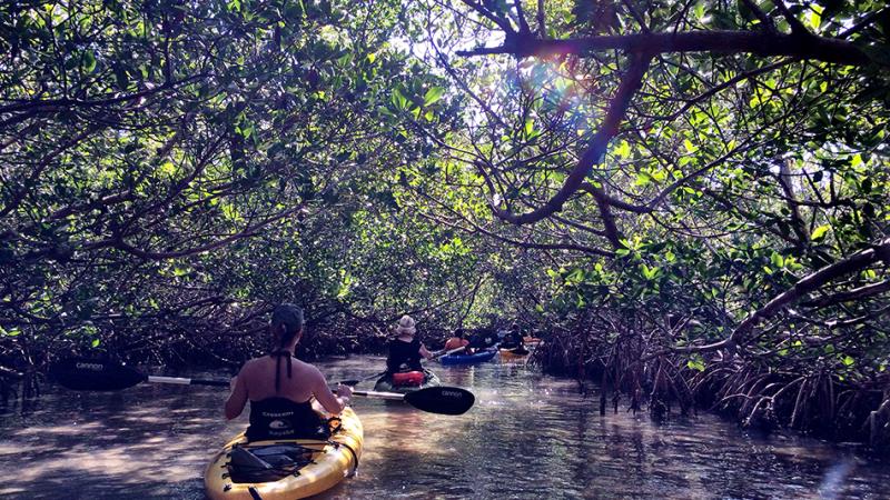 Photo of two people kayaking in a mangrove tunnel