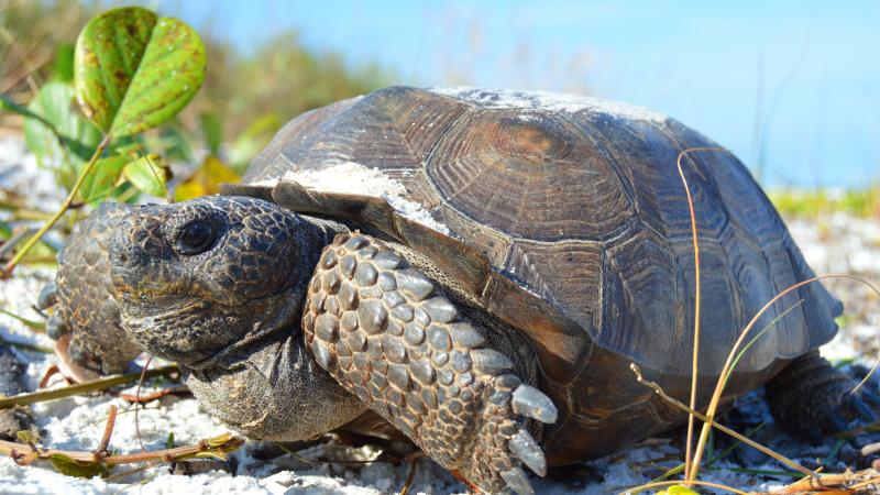A gopher tortoise sits in the sand near the water. 