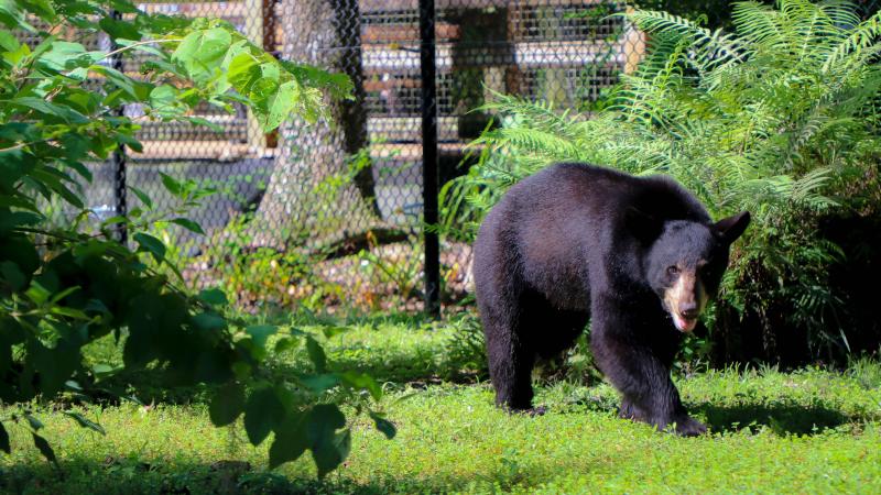 Maximus the Florida black bear walks through his exhibit. 