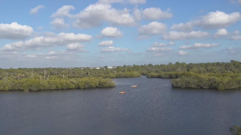 A view from the webcam at Werner-Boyce Salt Springs State Park.