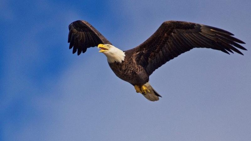 a bald eagle soars through a blue sky