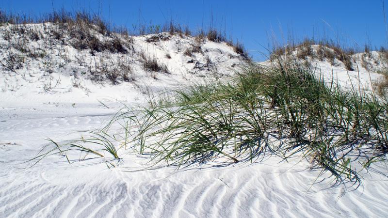 Image of Sand Dunes with grass
