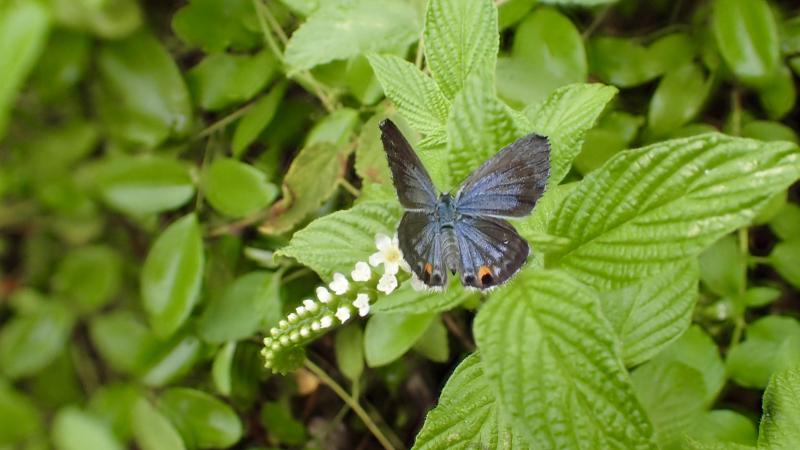 A Miami blue butterfly nectaring on scorpion-tail   at Bahia Honda State Park in the Florida Keys.