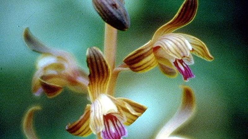Closeup image of the spiked crested coralroot, a purple and brown orchid-like flower.