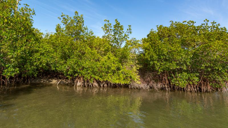 Photo of mangrove trees from the water