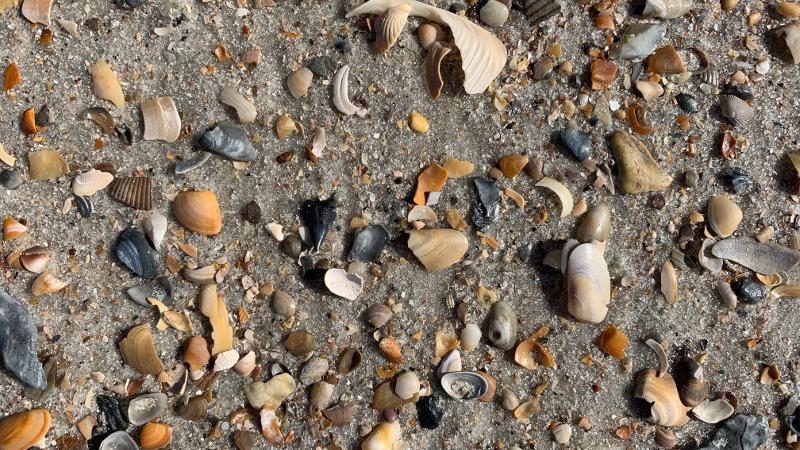 Multiple multicolored shells lay on the sand at fort clinch state park.