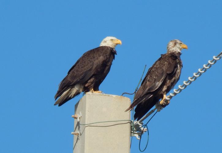 A pair of bald eagles sit along the power lines 