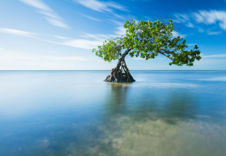 A view of a tree growing out of the surrounding water.