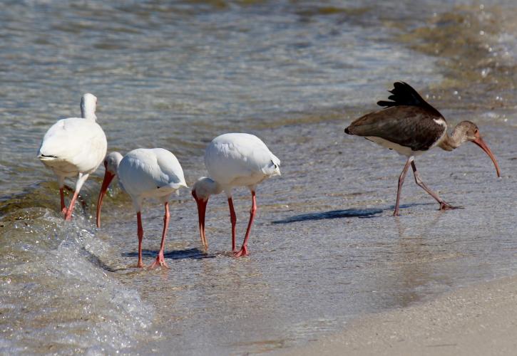 Birds walking along the shore of the beach.