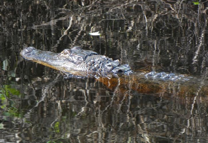 An American alligator floats on the South Fork of the St. Lucie River. 