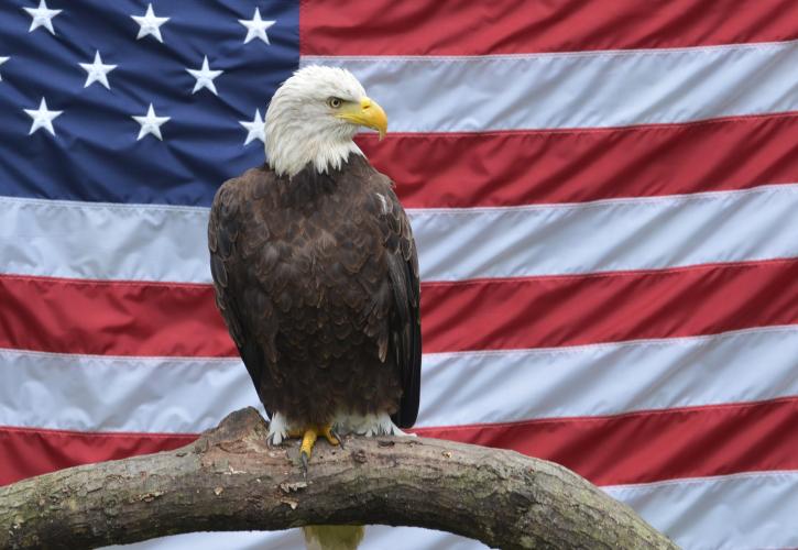 Bald Eagle perched on a branch with the American Flag in the background